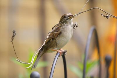 house sparrow 074.jpg