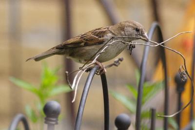 house sparrow 075.jpg
