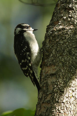 downy woodpecker 090.jpg