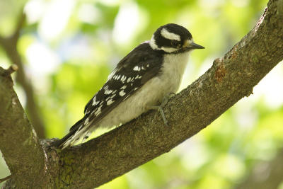 downy woodpecker 091.jpg