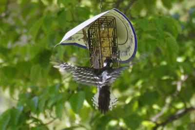 downy woodpecker 094.jpg