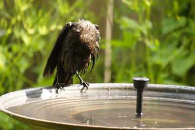 common grackle 039.jpg