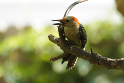 red-bellied woodpecker 044.jpg