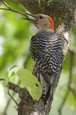 red-bellied woodpecker 045.jpg
