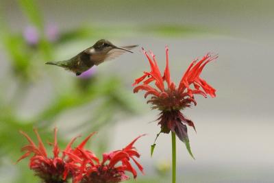 ruby-throated hummingtbird 017.jpg