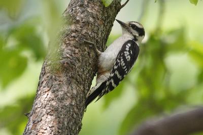 downy woodpecker 097.jpg