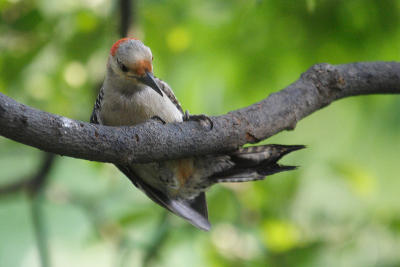 red-bellied woodpecker 047.jpg