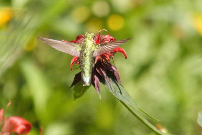 ruby-throated hummingtbird 019.jpg