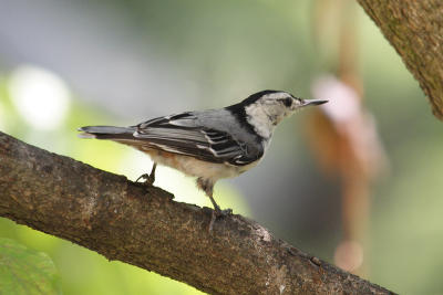 white-breasted nuthatch 080.jpg