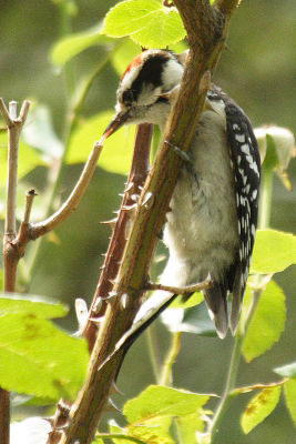 downy woodpecker 099.jpg