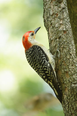 red-bellied woodpecker 049.jpg
