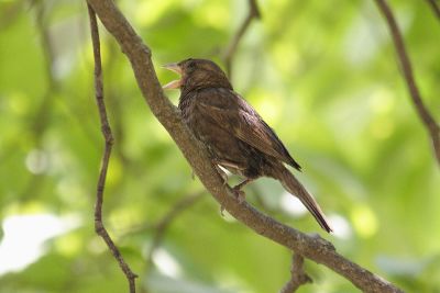 Oddly Colored House Sparrow