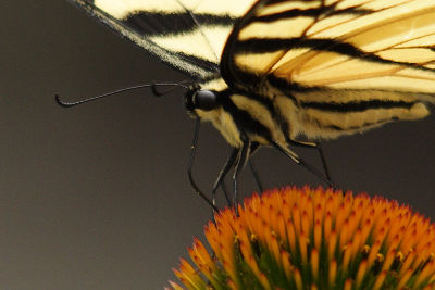 eastern tiger swallowtail 007.jpg