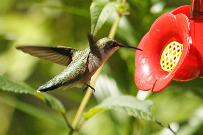 ruby-throated hummingtbird 021.jpg