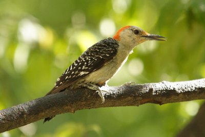 red-bellied woodpecker 052.jpg