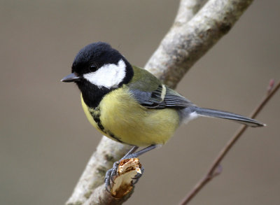 Great tit