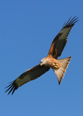 Red Kite