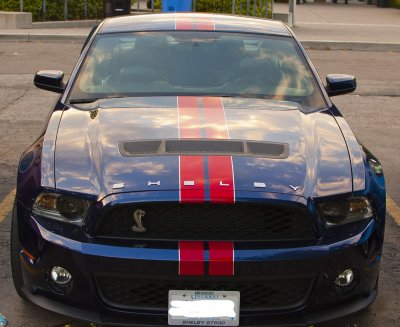 Shelby front.jpg