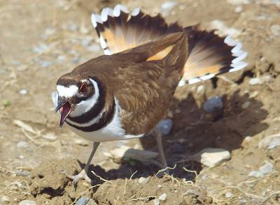 Angrier Killdeer.jpg