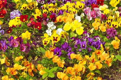 multicoloured flowers.jpg