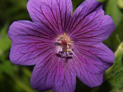 purple flower.jpg