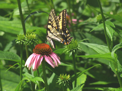 butterfly and surroundings.jpg