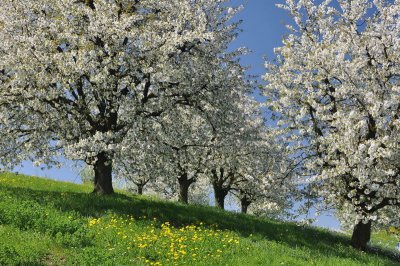 Cherry trees of Frick