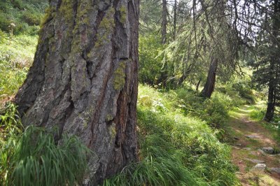 Woods in the heights of St-Moritz