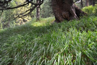 Woods in the heights of St-Moritz