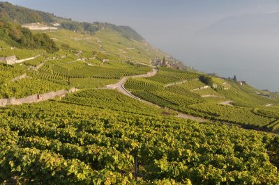 Lavaux vineyards