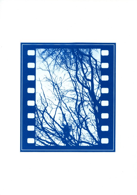 2012 - February - cyanotype027