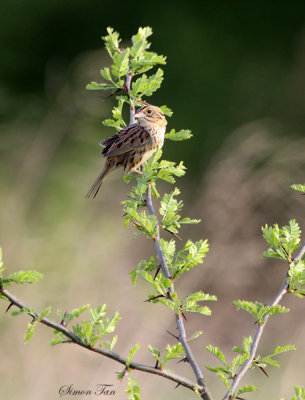 113-Ammodramus-75-Henslows-Sparrow.jpg