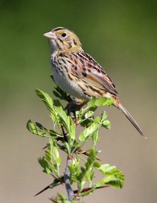 Emberizine Sparrows and Their Allies
