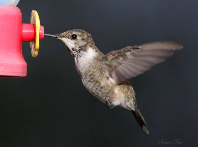 2011-2012 Winter Backyard Hummingbirds