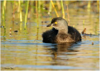 Least Grebe (Tachybaptus Diminicus)