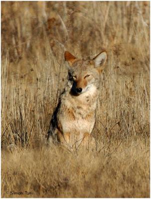 Bosque_121_Coyote.jpg