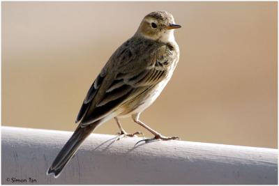 Bosque_127_AmericanPipit.jpg