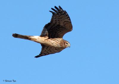 Bosque_143_NorthernHarrier.jpg