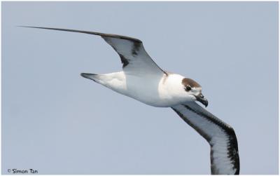 Black-capped Petrel [Pterodroma hasitata]