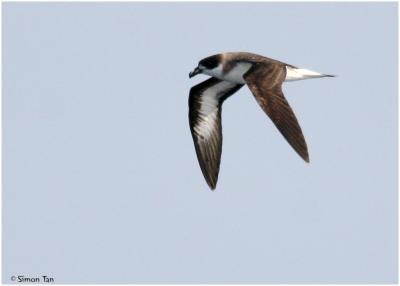 Black-capped Petrel - dark form [Pterodroma hasitata]