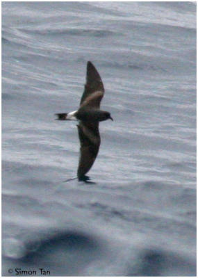 Leach's Storm-Petrel [Oceanodroma leucorhoa]