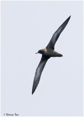 Sooty Shearwater [Puffinus griseus]