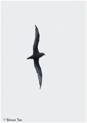 g4/33/583933/3/61381267.p5_11_HeraldPetrel1.jpg