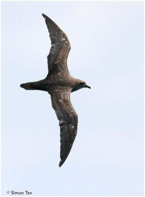 Herald Petrel [Pterodroma arminjoniana]