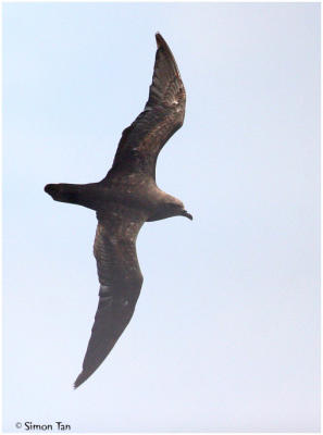 g4/33/583933/3/61381269.p5_15_HeraldPetrel2.jpg