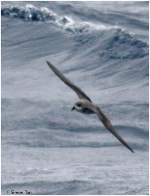 Fea's Petrel [Pterodroma feae]