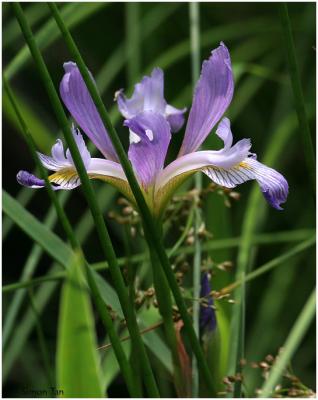 p0_69_Iris.jpg