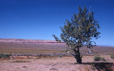 Vegas203.jpg