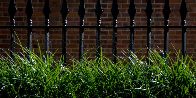 Wrought iron fence and monkey grass at the Gibbes Museum