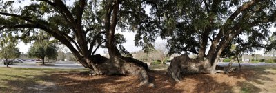 Various Lowcountry Oak trees